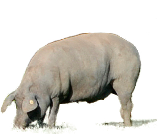 Bild 1 von Spanischer Serrano Schinken im Stück ohne Knochen  / (Gewicht) 4,5 kg