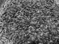 Wildvogelfutter Sonnenblumenkerne schwarz 3 kg (3 Kg)