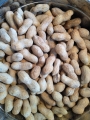 Bild 3 von Erdnüsse in der Schale geröstet gesalzen