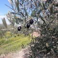 Bild 2 von Oliven, schwarz , dehydriert in Scheiben 1 kg -seco-