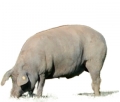 Bild 2 von Spanischer Serrano Schinken im Stück ohne Knochen  / (Gewicht) 1 kg