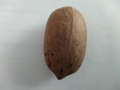 Bild 3 von Pecan Nüsse in der Schale natur unbehandelt  / (Gewicht) 1000