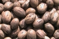 Bild 1 von Pecan Nüsse in der Schale natur unbehandelt  / (Gewicht) 1000